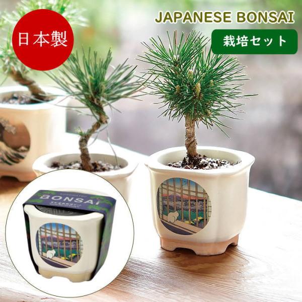 ●JAPANESE BONSAI 盆栽 栽培セット　富士と猫●浮世絵の名画がデザインされた美濃焼の盆栽鉢で育てる赤松の栽培セット。●鉢や土、種などが揃った栽培キットは園芸初心者でも気軽に栽培に挑戦できます。●種から芽が出た驚きや日に日に大き...
