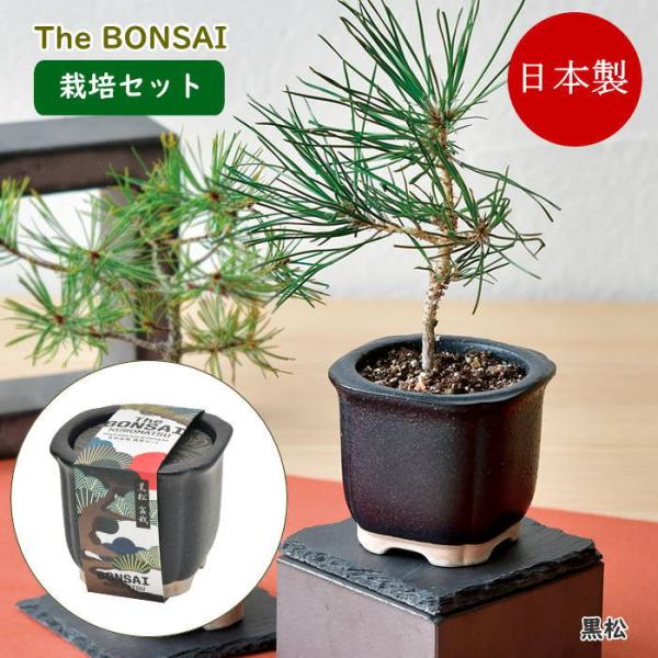 ●The BONSAI 栽培セット黒松●ざらりとした風合いのある陶器で育てる黒松赤松の栽培セット。●鉢や土、種などが揃った栽培キットは園芸初心者でも気軽に栽培に挑戦できます。●種から芽が出た驚きや日に日に大きくなる芽に喜びを感じます。●自分...
