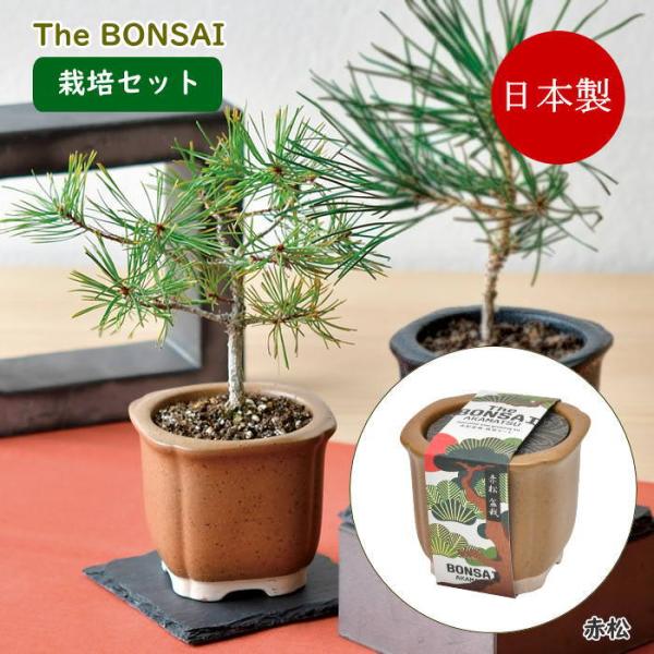 ●The BONSAI 栽培セット赤松●ざらりとした風合いのある陶器で育てる黒松赤松の栽培セット。●鉢や土、種などが揃った栽培キットは園芸初心者でも気軽に栽培に挑戦できます。●種から芽が出た驚きや日に日に大きくなる芽に喜びを感じます。●自分...