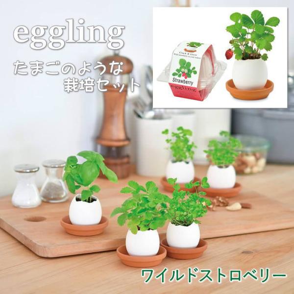 ●eggling エッグリングクリアパッケージ ワイルドストロベリー●まるで本物のたまごのようなeggling。見た目も手触りも本物のたまごのようですが、たまごは陶器でできていて、中には種と土がセットされています。上部をスプーンなどでコンコ...