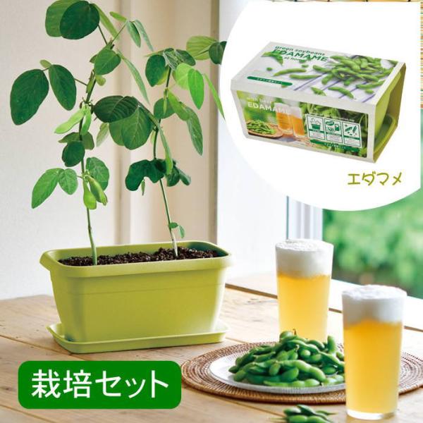 ●エンジョイプランターベジ  エダマメ●たっぷりと2リットルの土が入るカラープランターで育てるポットや土、種などが揃った栽培キットです。●土の量が多い分根がしっかりと張り植物が丈夫に育ち園芸初心者でも気軽に栽培に挑戦できます。●インテリアの...