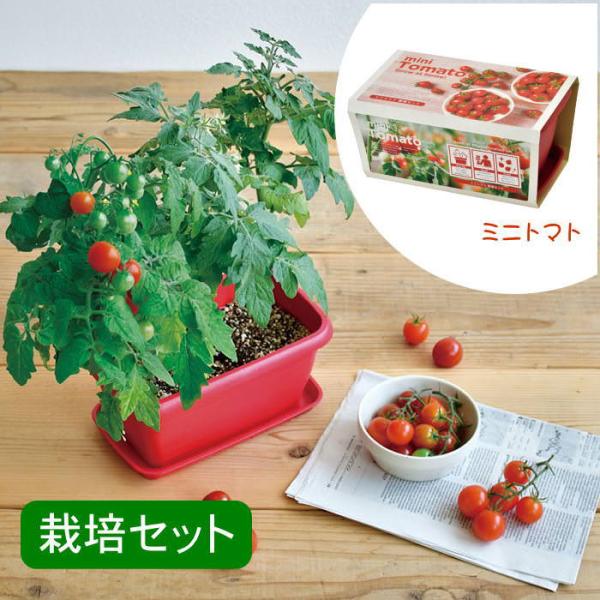 ●エンジョイプランターベジ  ミニトマト●たっぷりと2リットルの土が入るカラープランターで育てるポットや土、種などが揃った栽培キットです。●土の量が多い分根がしっかりと張り植物が丈夫に育ち園芸初心者でも気軽に栽培に挑戦できます。●インテリア...