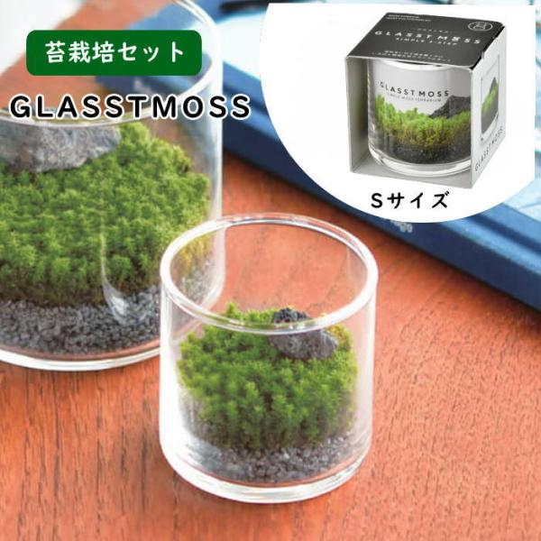 ●GLASSTMOSS グラストモス S●手軽にコケテラリウムをスタートでき、つくるスナゴケを育てる苔鑑賞キットです。●器の中を自由にイメージしながら世界にひとつだけの苔の庭園を作ることができ園芸初心者でも気軽に栽培に挑戦できます。●水やり...