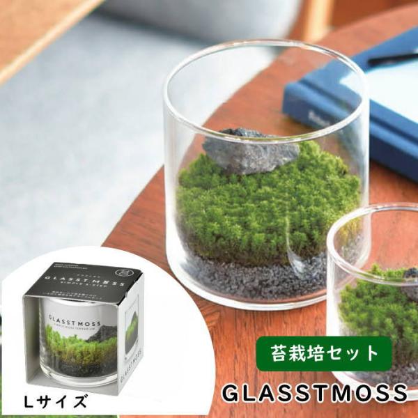 ●GLASSTMOSS グラストモス L●手軽にコケテラリウムをスタートでき、つくるスナゴケを育てる苔鑑賞キットです。●器の中を自由にイメージしながら世界にひとつだけの苔の庭園を作ることができ園芸初心者でも気軽に栽培に挑戦できます。●水やり...