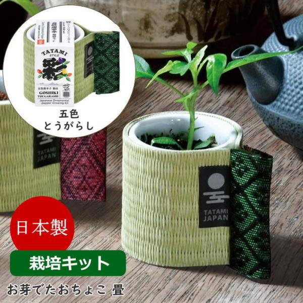 ●お芽でたおちょこ 畳 五色とうがらし●器や土、種などが揃った栽培キットです。園芸初心者でも気軽に栽培に挑戦できます。●白磁のおちょこを和紙畳のスリーブで巻いた栽培キット。●畳と畳縁（たたみべり）の質感は、本格的な和室の雰囲気そのもの。▼サ...