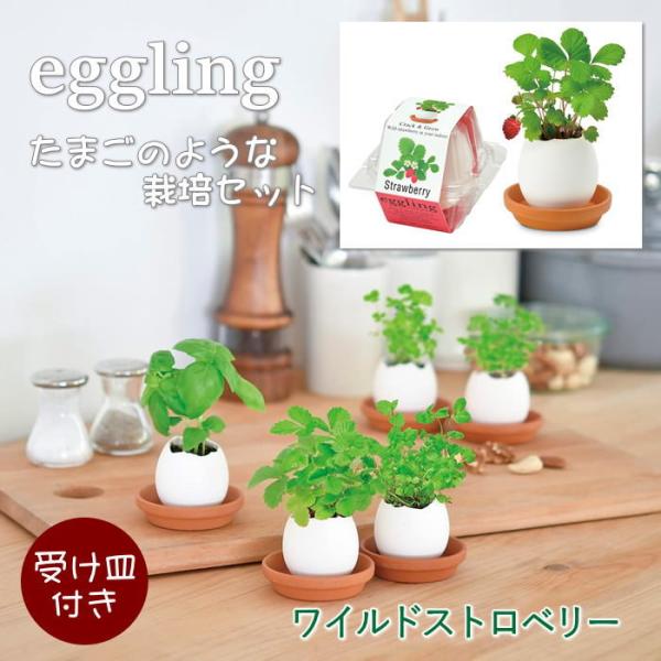 ●eggling エッグリングクリアパッケージ ワイルドストロベリー●まるで本物のたまごのようなeggling。見た目も手触りも本物のたまごのようですが、たまごは陶器でできていて、中には種と土がセットされています。上部をスプーンなどでコンコ...