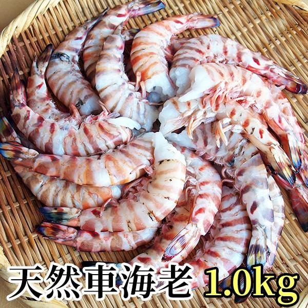 天然車海老1kg 約22尾 車エビ クルマエビ がってん寿司 Paypayモール店 通販 Paypayモール