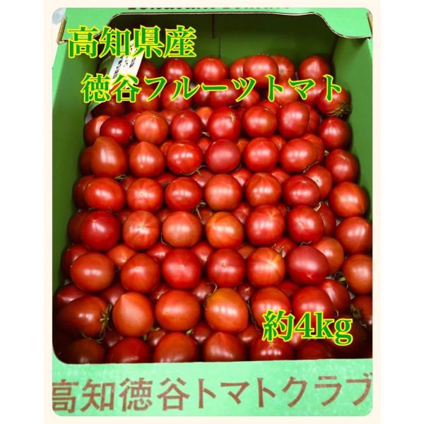フルーツトマト 糖度 12 みんな探してる人気モノ フルーツトマト 糖度 12 食品
