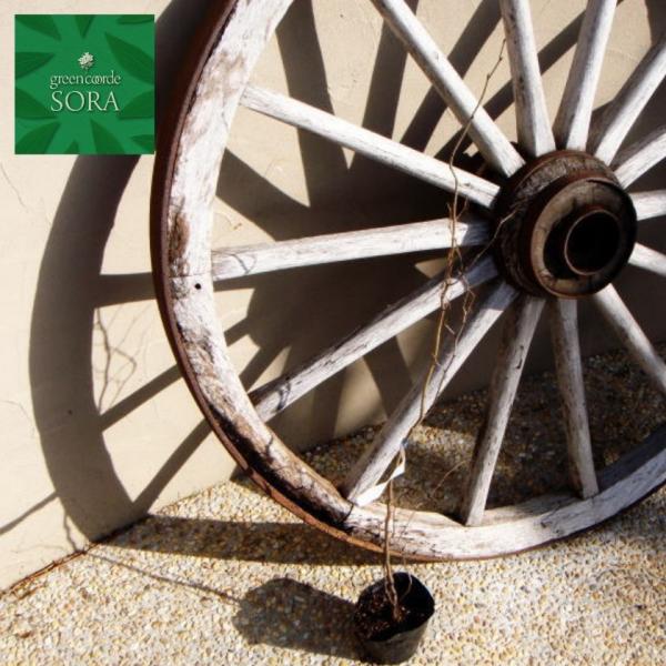 Au`@10.5cm|bg@50{@A c