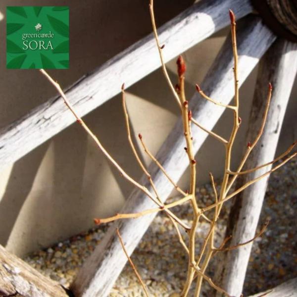 JiNMmL@10.5cm|bg@200{@A c