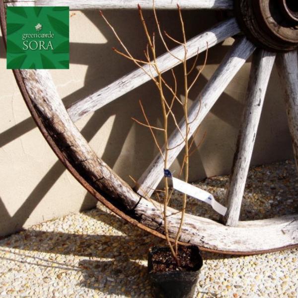 JiNMmL@10.5cm|bg@50{@A c