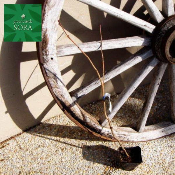 `hmL@10.5cm|bg@100{@A c