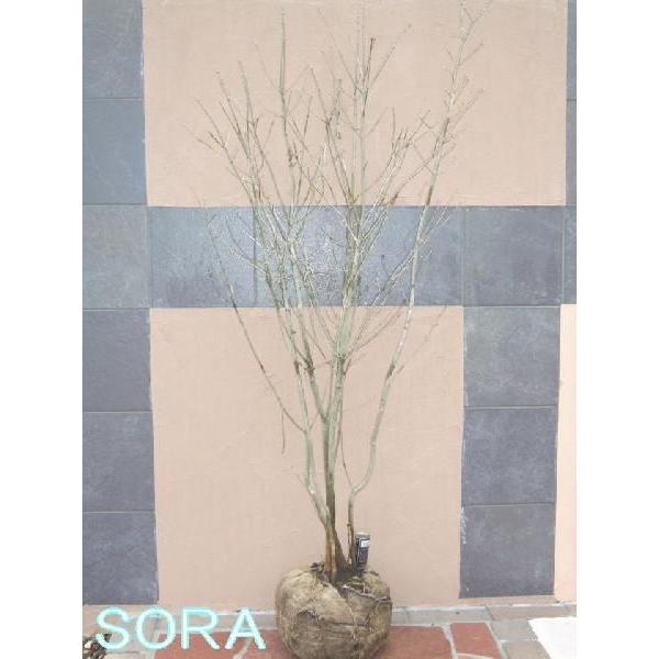 アオダモ 株立 樹高h 1800mm 植木 苗 Augu 348 Sora 通販 Yahoo ショッピング