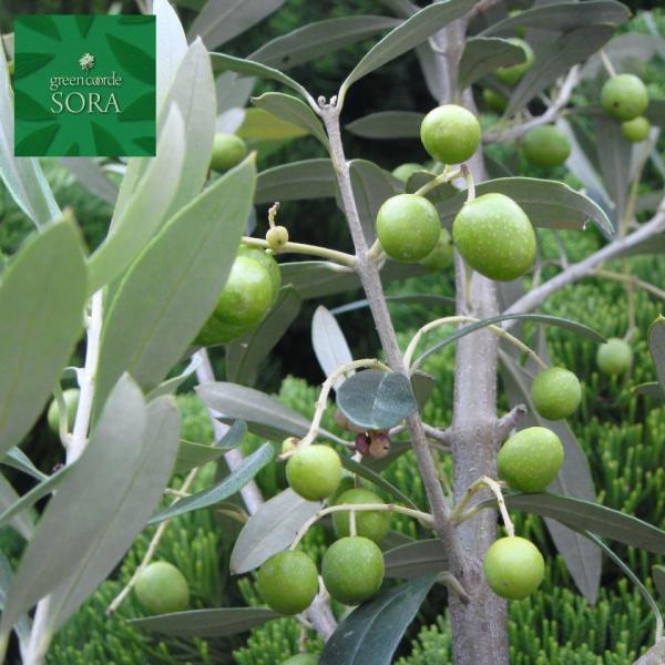 I[u iws H:2500mm@A c