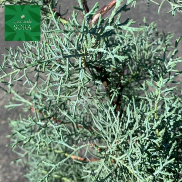 u[ACX H1100`1300mm @A c