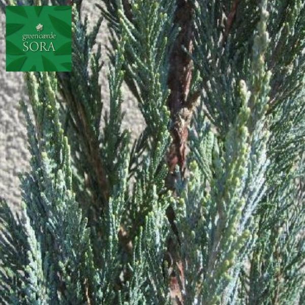 u[GWF H1100`1300mm @A c