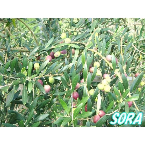 苗 ブランコの人気商品 通販 価格比較 価格 Com