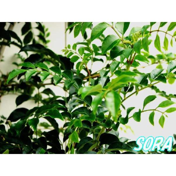 V}glR P H:1800mm@A c