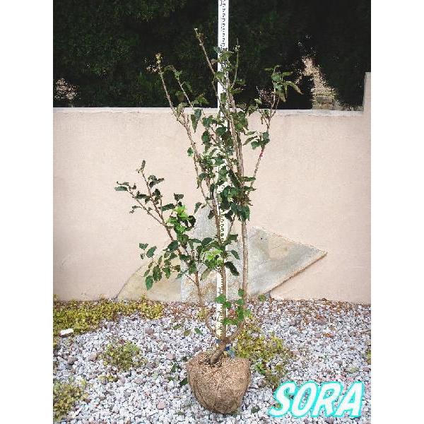 ライラック 単木 樹高H:1800mm 植木 苗 : SORA - 通販 - Yahoo