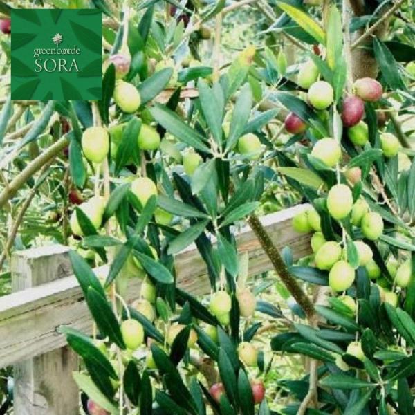 苗 ブランコの人気商品 通販 価格比較 価格 Com