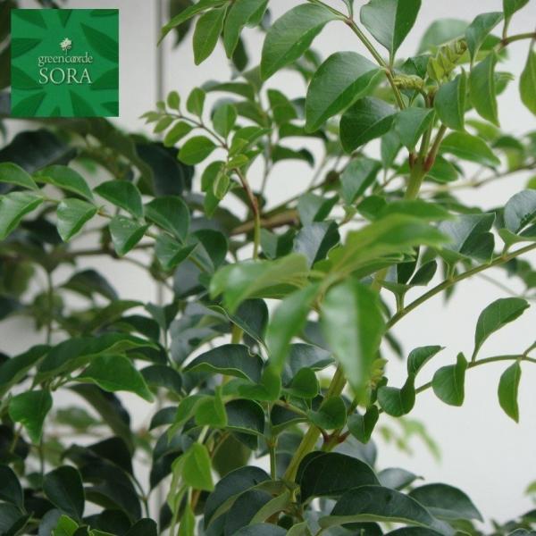 V}glR P H:2500mm@A c