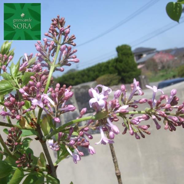 植木 盆栽 ライラック 苗」の人気商品一覧 | 安い商品を通販