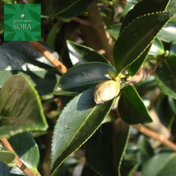 植木 盆栽 サザンカの人気商品 通販 価格比較 価格 Com