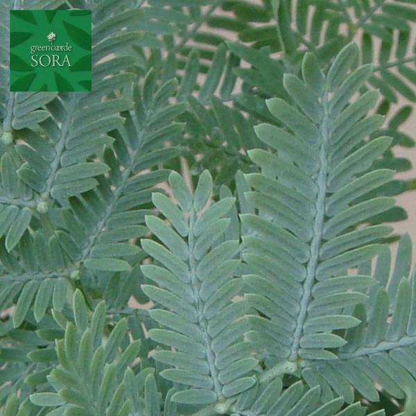 tAJVA g500`700mm @A c