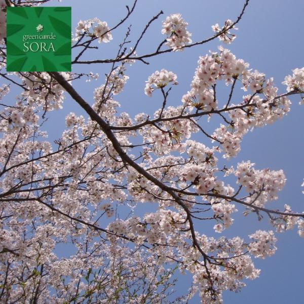 ソメイヨシノ 桜 盆栽 植木の人気商品 通販 価格比較 価格 Com