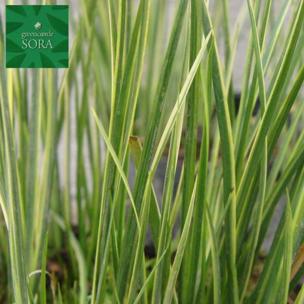 フイリセキショウ　1本