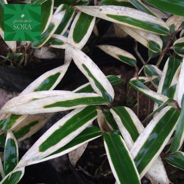 ホンクマザサ　6本