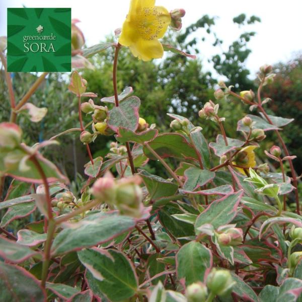 ヒペリカム トリカラー 10本 植木 苗 Ghpt 005 Sora 通販 Yahoo ショッピング