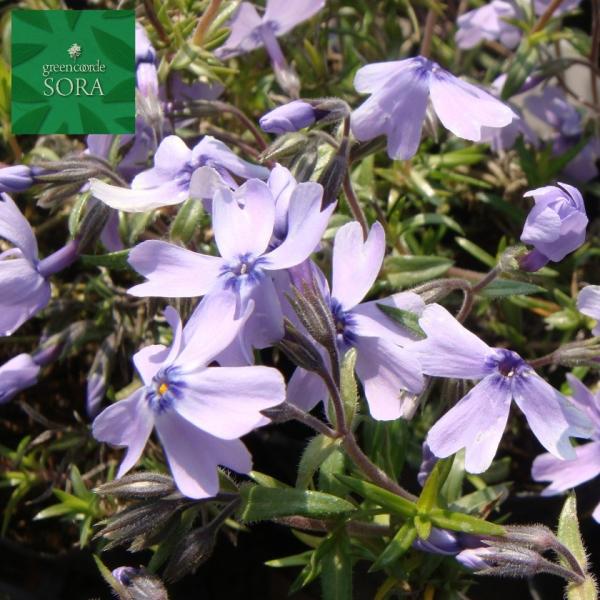 芝ザクラ（紫）　24本　植木 苗