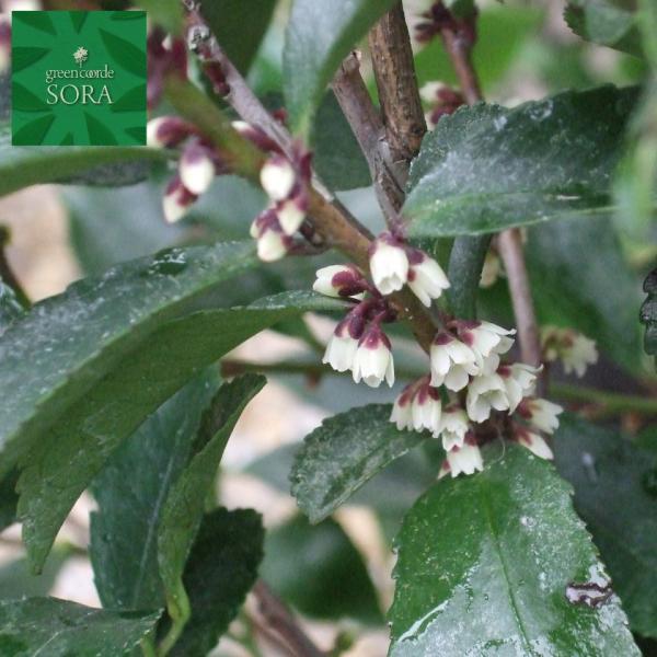 qTJL@H400`600mm@20{ @A c