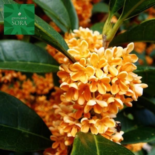 キンモクセイ 苗の人気商品 通販 価格比較 価格 Com