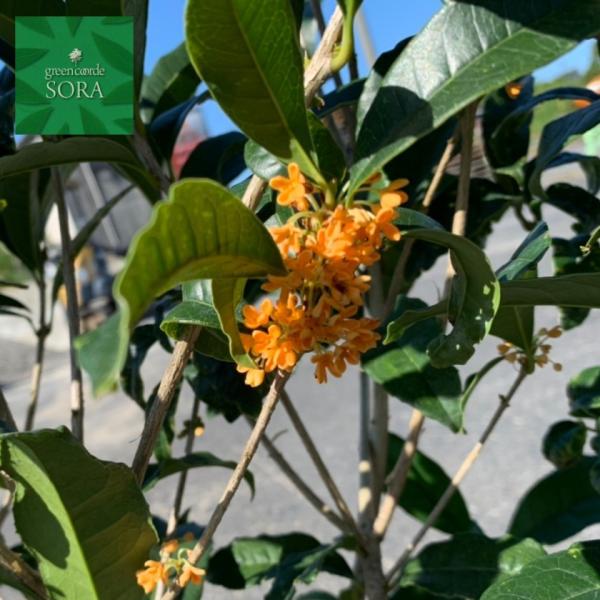 キンモクセイ 苗の人気商品 通販 価格比較 価格 Com