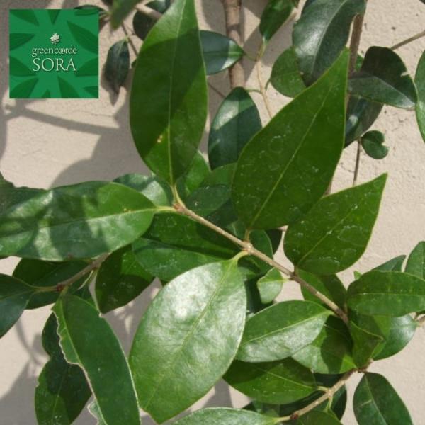 lY~`@H900`1100mm@5{ @A c