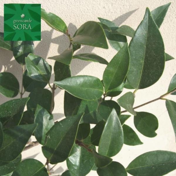 lY~`@H900`1100mm@10{ @A c