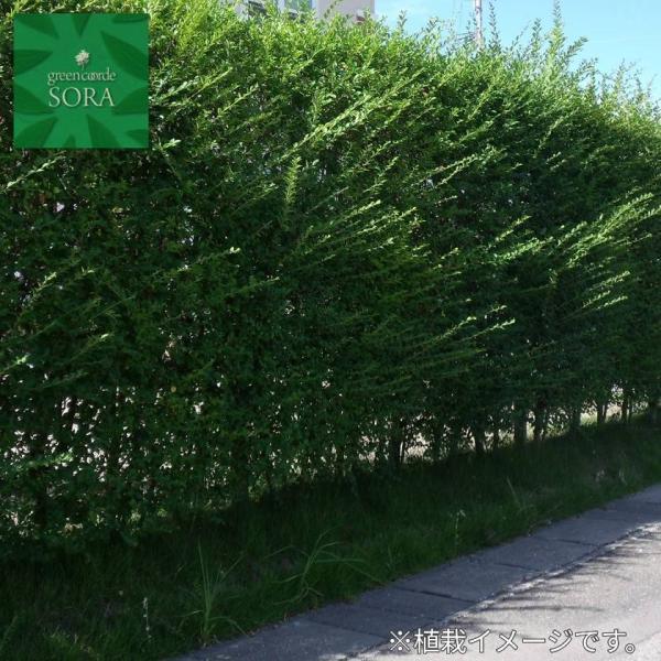 vybg@H1100`1300mm@10{ @A c