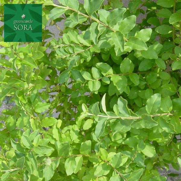 vybg@H900`1100mm@5{ @A c