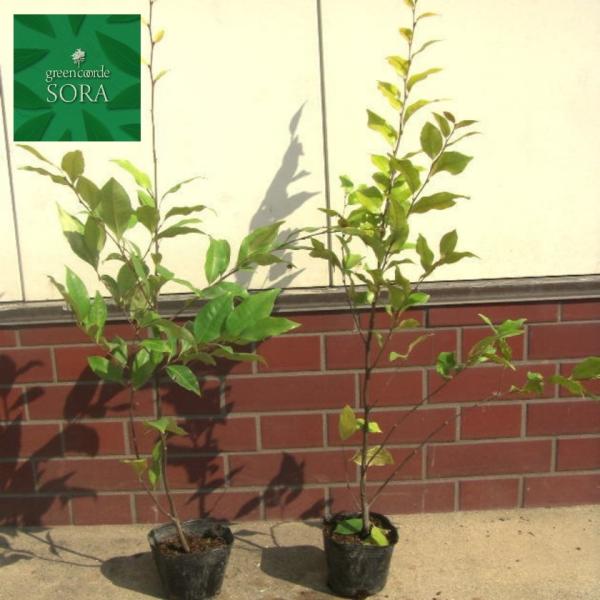 RWC H500`700mm 200{ @A c