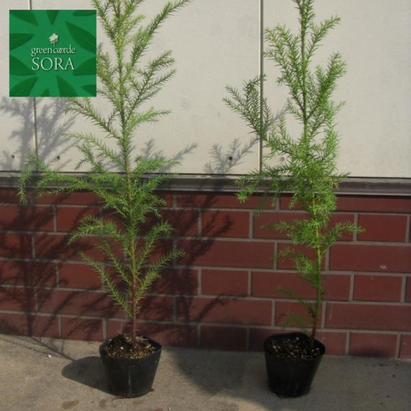 盆栽   杉   樹高  すぎ  スギ  ヒノキ科  スギ属  常緑樹  観賞用 杉（スギ）盆栽 S007 | 盆栽創【Bonsaisou】