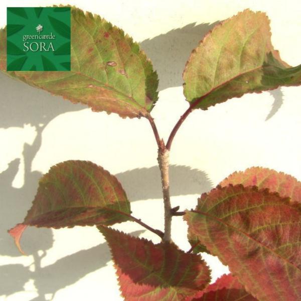 }UN H500`700mm 100{ @A c