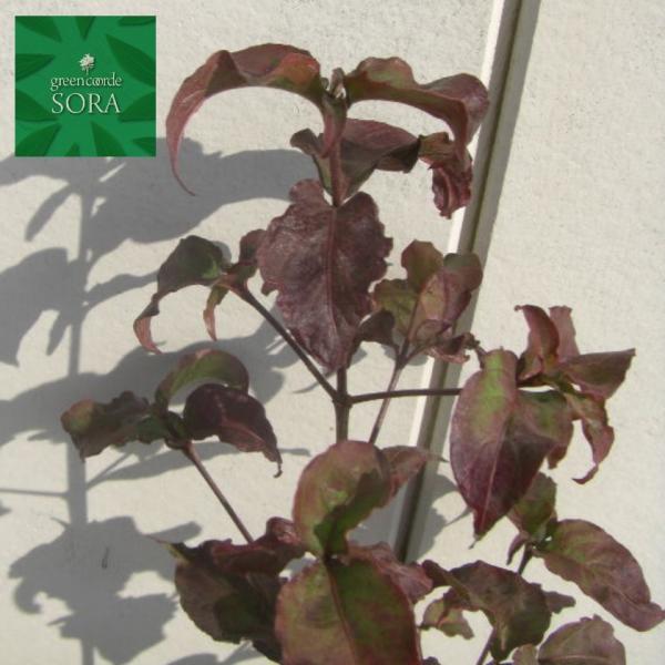 }{EV H500`700mm 200{ @A c