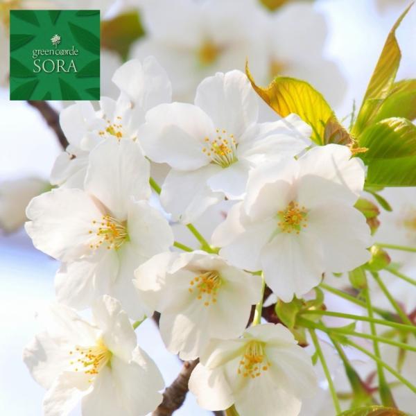 IIV}UN P H:2500mm@A c