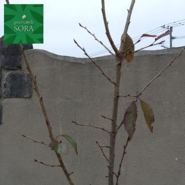 IIV}UN P H:2500mm@A c