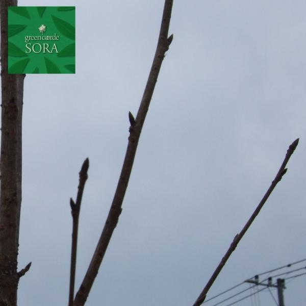 GUN@sN P H:3500mm@A c