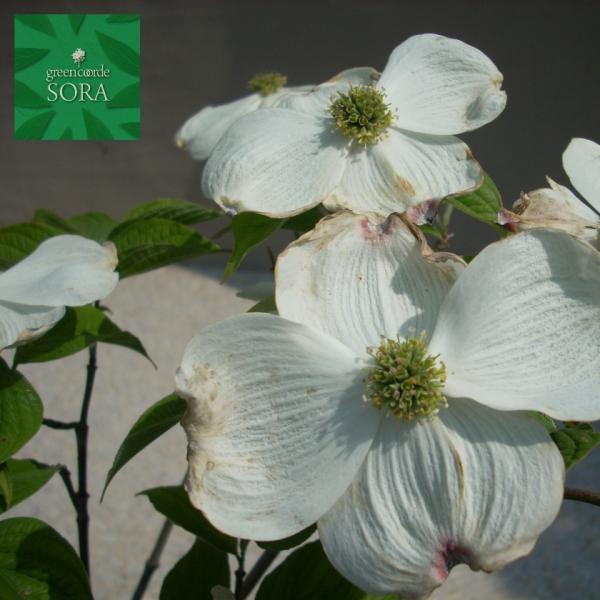 Ԑ؁@@P؁@@H:2000mm@A c