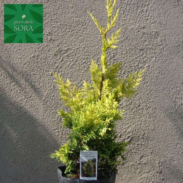 ゴールドライダー 盆栽 植木の人気商品 通販 価格比較 価格 Com