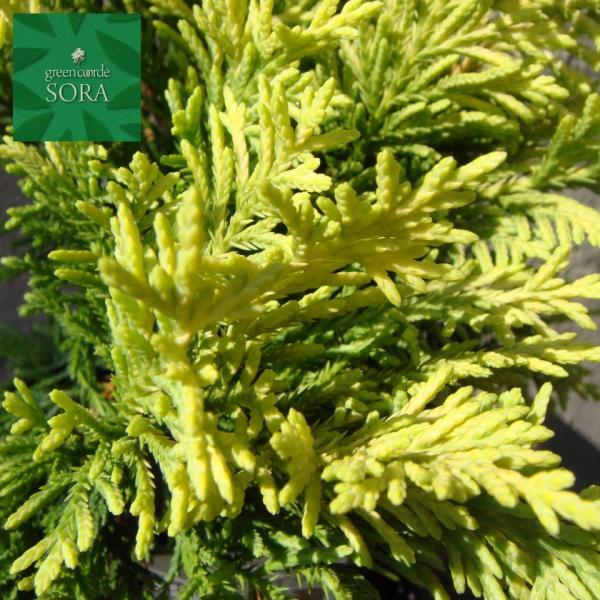 ゴールドライダー 盆栽 植木の人気商品 通販 価格比較 価格 Com